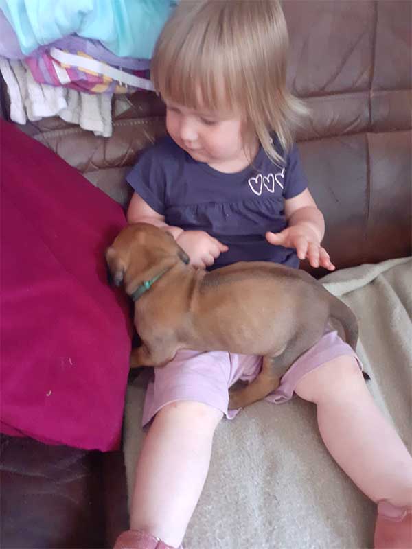 Die Welpen von Rhodesian Ridgeback Hündin Da Nele in der vierten Lebenswoche
