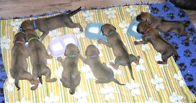 Die Welpen von Rhodesian Ridgeback Hündin Da Nele in der vierten Lebenswoche