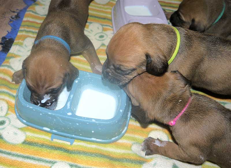 Die Welpen von Rhodesian Ridgeback Hündin Da Nele in der vierten Lebenswoche