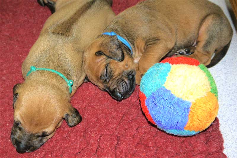 Die Welpen von Rhodesian Ridgeback Hündin Da Nele in der vierten Lebenswoche