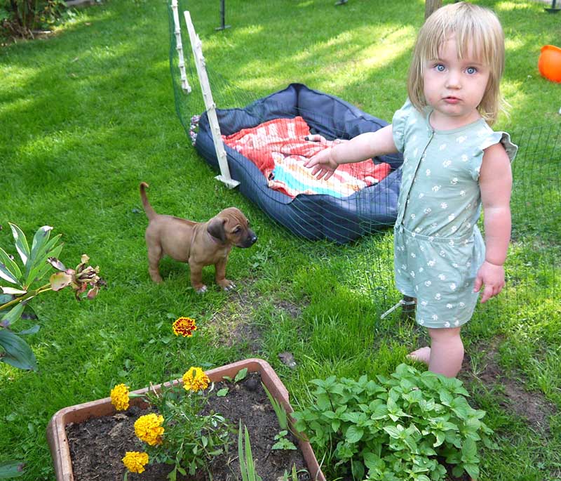 Die Welpen von Rhodesian Ridgeback Hündin Da Nele in der fünften Lebenswoche