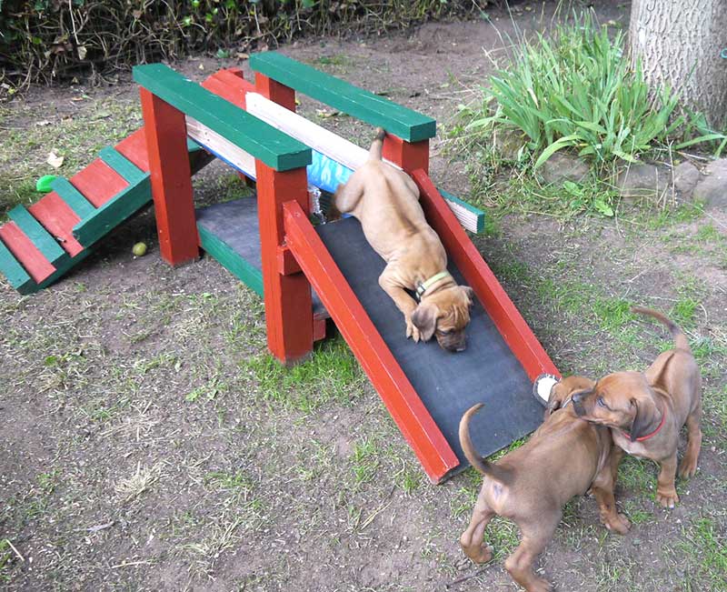 Die Welpen von Rhodesian Ridgeback Hündin Da Nele in der fünften Lebenswoche