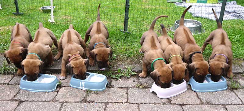 Die Welpen von Rhodesian Ridgeback Hündin Da Nele in der fünften Lebenswoche