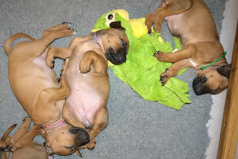 Die Welpen von Rhodesian Ridgeback Hündin Da Nele in der fünften Lebenswoche
