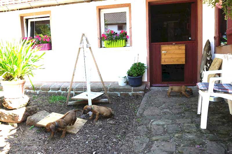 Die Welpen von Rhodesian Ridgeback Hündin Da Nele in der sechsten Lebenswoche