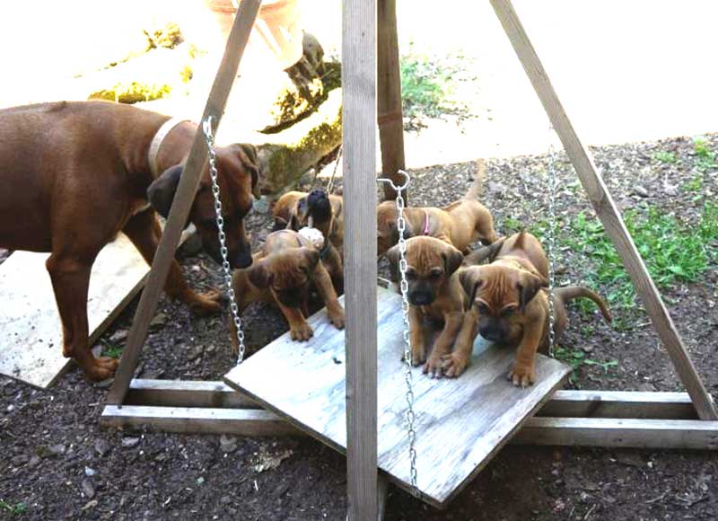 Die Welpen von Rhodesian Ridgeback Hündin Da Nele in der sechsten Lebenswoche