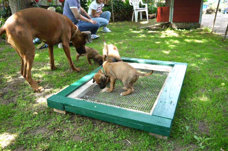 Die Welpen von Rhodesian Ridgeback Hündin Da Nele in der sechsten Lebenswoche