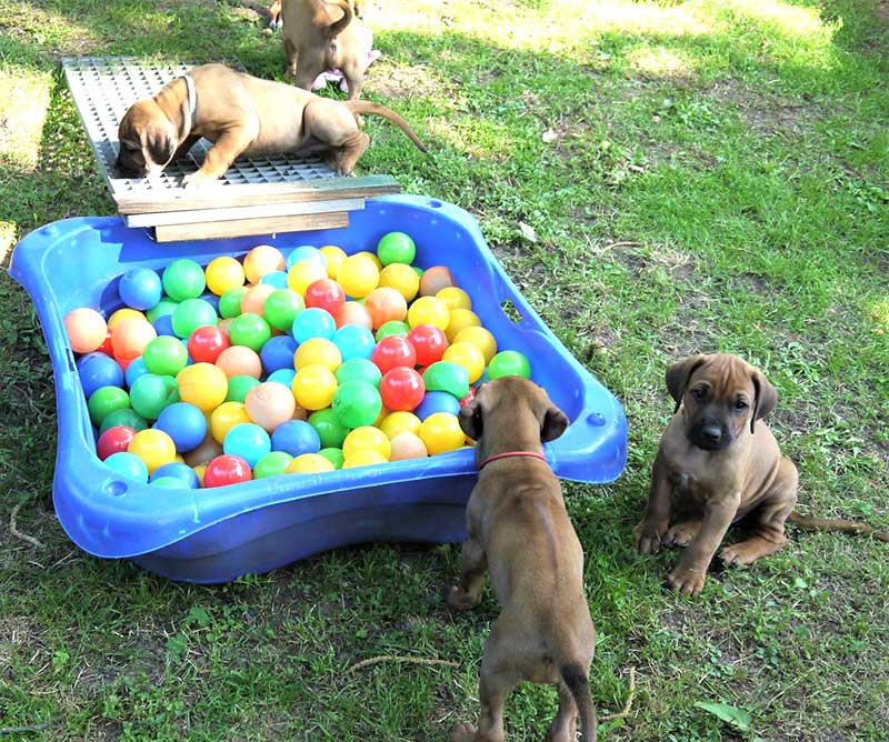 Die Welpen von Rhodesian Ridgeback Hündin Da Nele in der siebten Lebenswoche