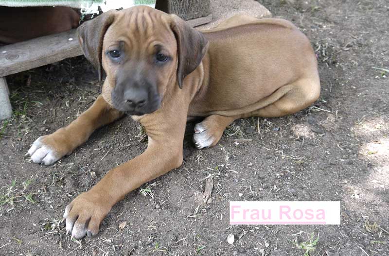 Die Welpen von Rhodesian Ridgeback Hündin Da Nele in der achten Lebenswoche