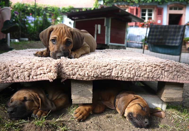Die Welpen von Rhodesian Ridgeback Hündin Da Nele in der achten Lebenswoche