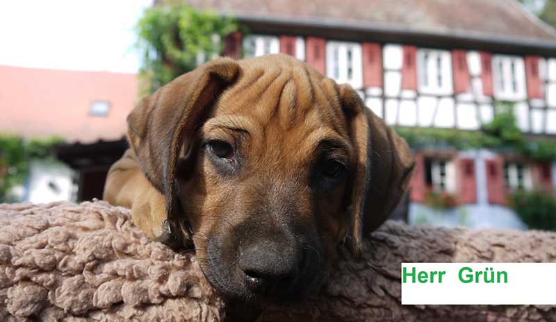 Die Welpen von Rhodesian Ridgeback Hündin Da Nele in der achten Lebenswoche