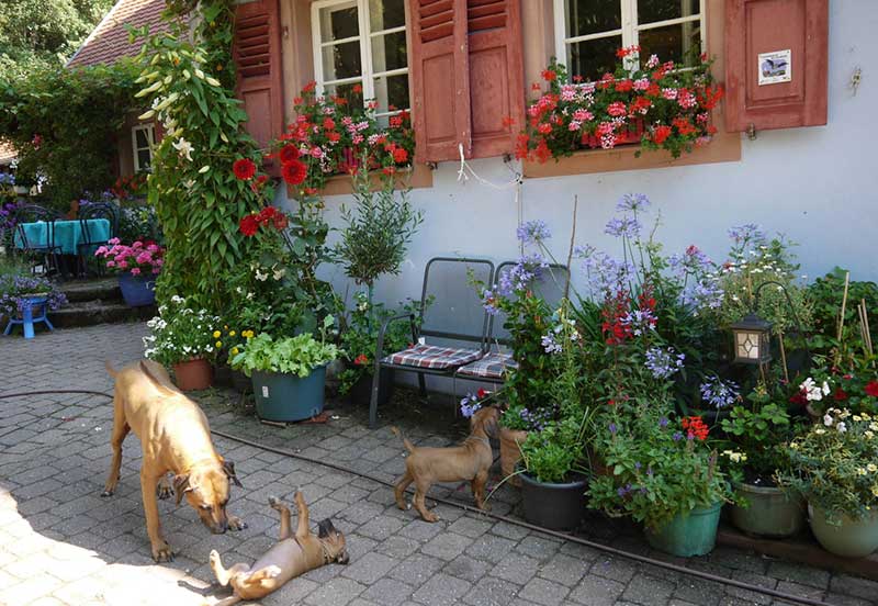 Die Welpen von Rhodesian Ridgeback Hündin Da Nele in der achten Lebenswoche