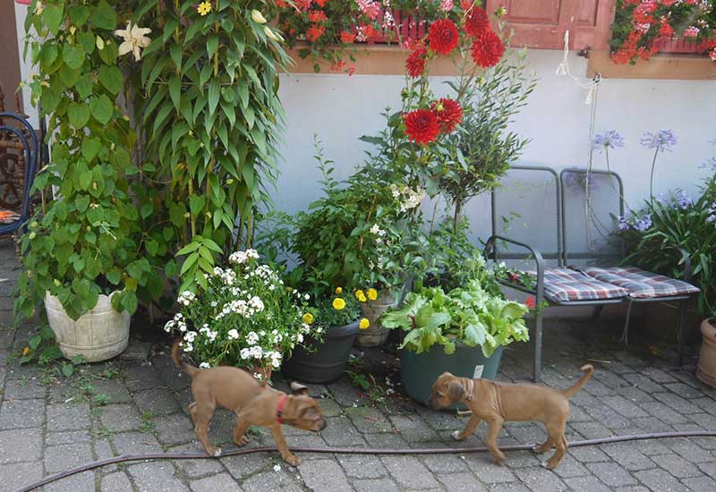 Die Welpen von Rhodesian Ridgeback Hündin Da Nele in der achten Lebenswoche