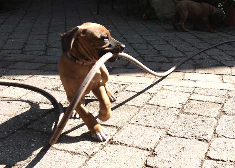 Die Welpen von Rhodesian Ridgeback Hündin Da Nele in der achten Lebenswoche