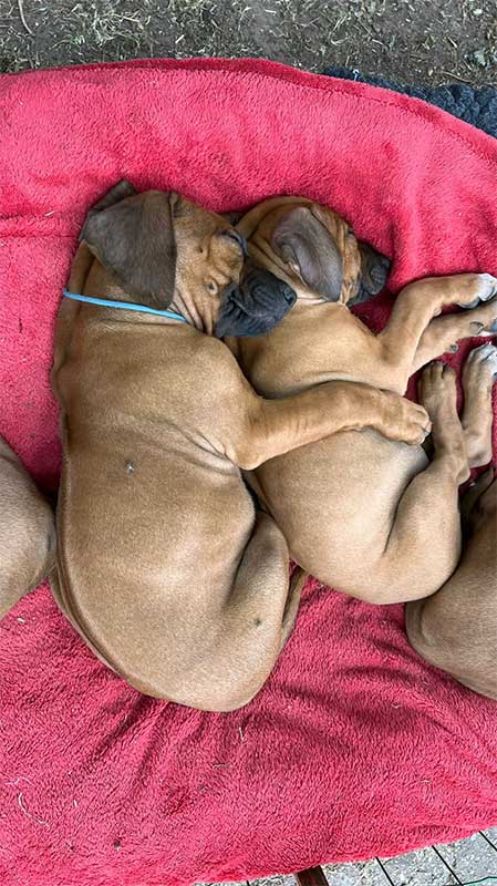 Die Welpen von Rhodesian Ridgeback Hündin Da Nele in der achten Lebenswoche