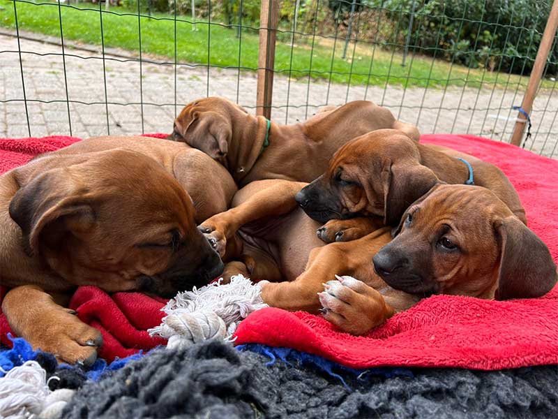 Die Welpen von Rhodesian Ridgeback Hündin Da Nele in der achten Lebenswoche