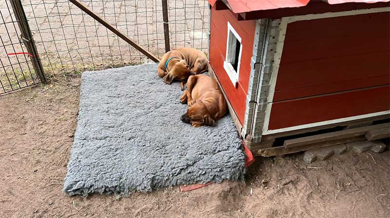 Die Welpen von Rhodesian Ridgeback Hündin Da Nele in der achten Lebenswoche