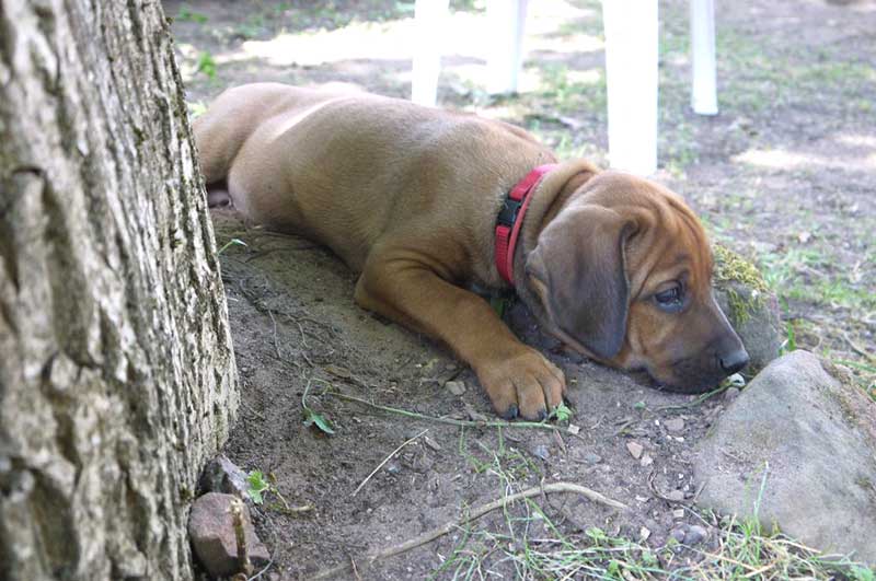 Die Welpen von Rhodesian Ridgeback Hündin Da Nele in der achten Lebenswoche