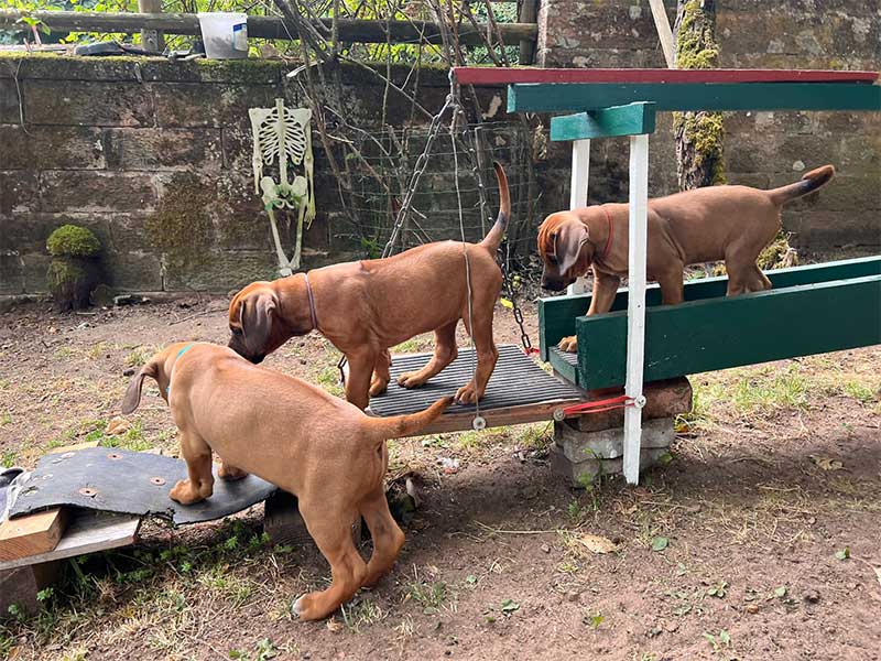Die Welpen von Rhodesian Ridgeback Hündin Da Nele in der achten Lebenswoche