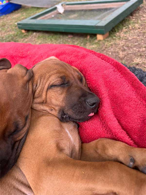 Die Welpen von Rhodesian Ridgeback Hündin Da Nele in der achten Lebenswoche
