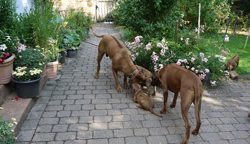 Die Welpen von Rhodesian Ridgeback Hündin Da Nele in der achten Lebenswoche