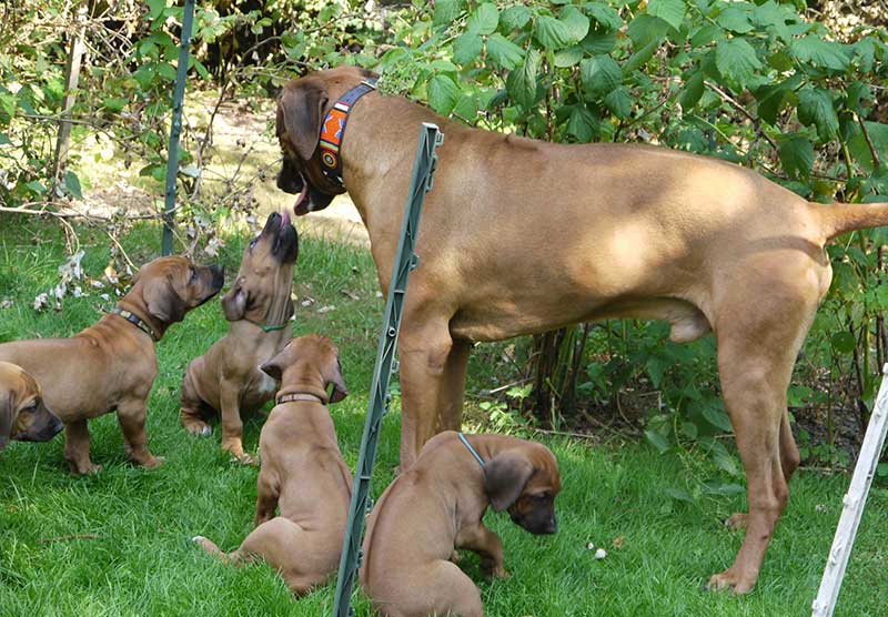 Die Welpen von Rhodesian Ridgeback Hündin Da Nele in der achten Lebenswoche