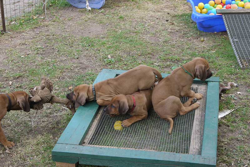 Die Welpen von Rhodesian Ridgeback Hündin Da Nele in der achten Lebenswoche