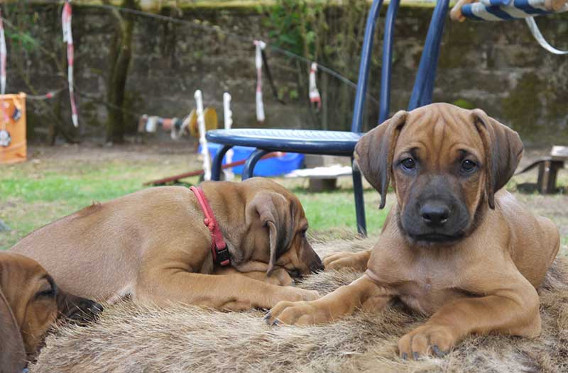 Die Welpen von Rhodesian Ridgeback Hündin Da Nele in der achten Lebenswoche