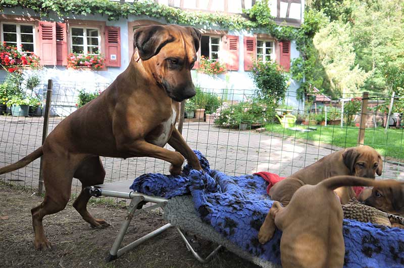 Die Welpen von Rhodesian Ridgeback Hündin Da Nele in der achten Lebenswoche
