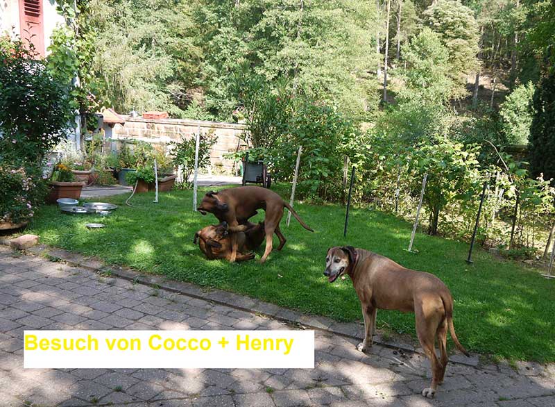 Die Welpen von Rhodesian Ridgeback Hündin Da Nele in der achten Lebenswoche