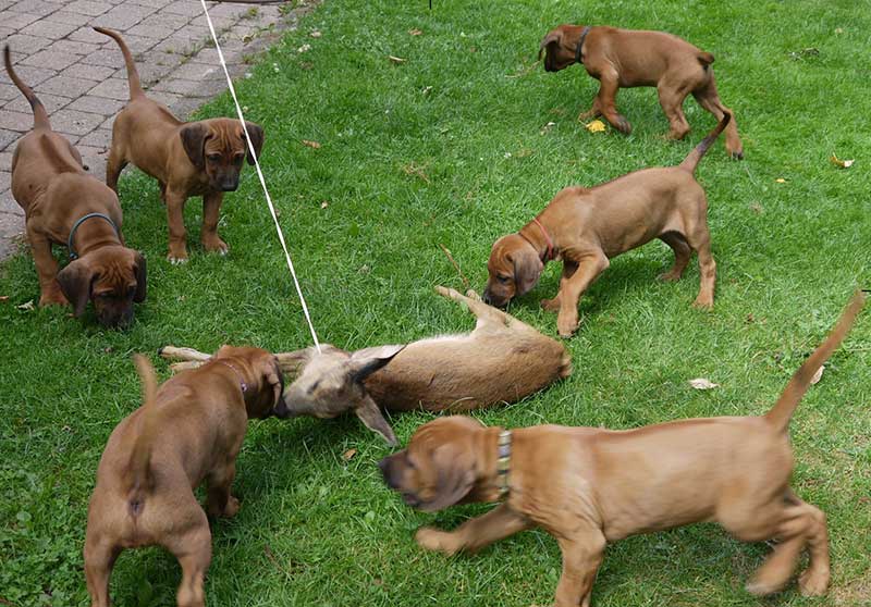 Die Welpen von Rhodesian Ridgeback Hündin Da Nele in der achten Lebenswoche