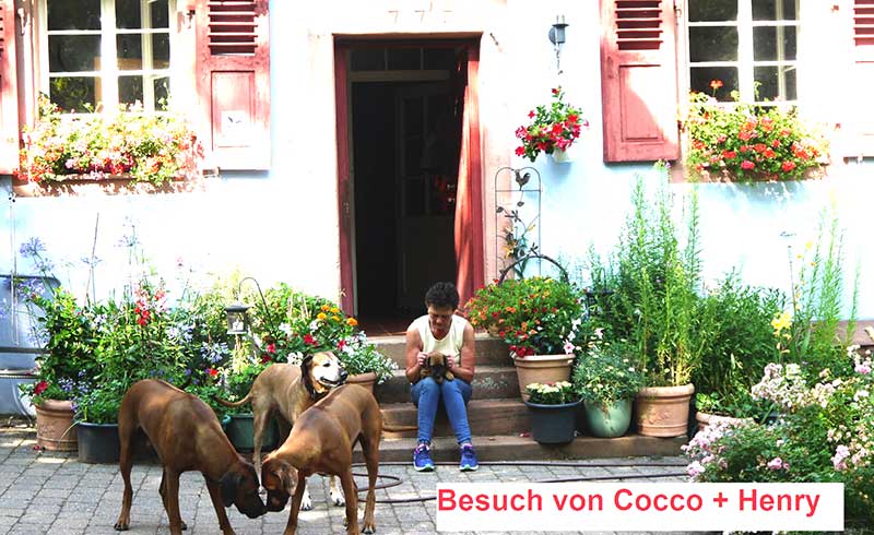 Die Welpen von Rhodesian Ridgeback Hündin Da Nele in der achten Lebenswoche