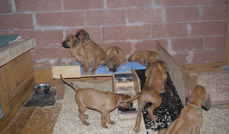 Die Welpen von Rhodesian Ridgeback Hündin Da Nele in der neunten Lebenswoche