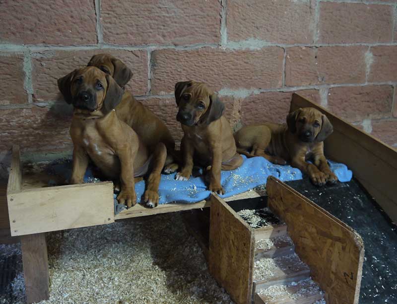 Die Welpen von Rhodesian Ridgeback Hündin Da Nele in der neunten Lebenswoche
