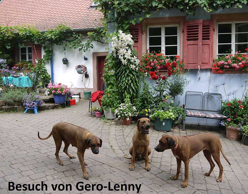 Die Welpen von Rhodesian Ridgeback Hündin Da Nele in der neunten Lebenswoche