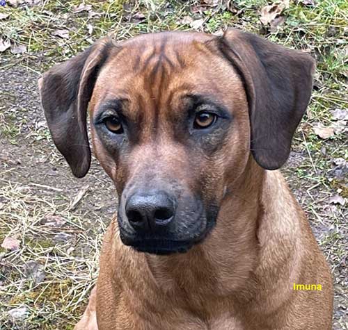 Rhodesian Ridgeback Hündin Imuna von der Stüdenbach