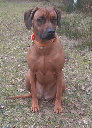 Rhodesian Ridgeback Hündin Imuna von der Stüdenbach