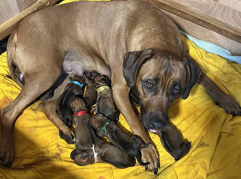 Die Welpen von Rhodesian Ridgeback Hündin Imuna in der ersten Lebenswoche