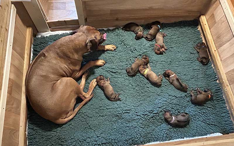 Die Welpen von Rhodesian Ridgeback Hündin Imuna in der ersten Lebenswoche