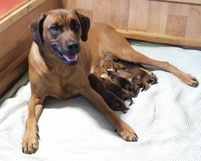 Die Welpen von Rhodesian Ridgeback Hündin Imuna in der ersten Lebenswoche