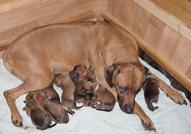 Die Welpen von Rhodesian Ridgeback Hündin Imuna in der ersten Lebenswoche
