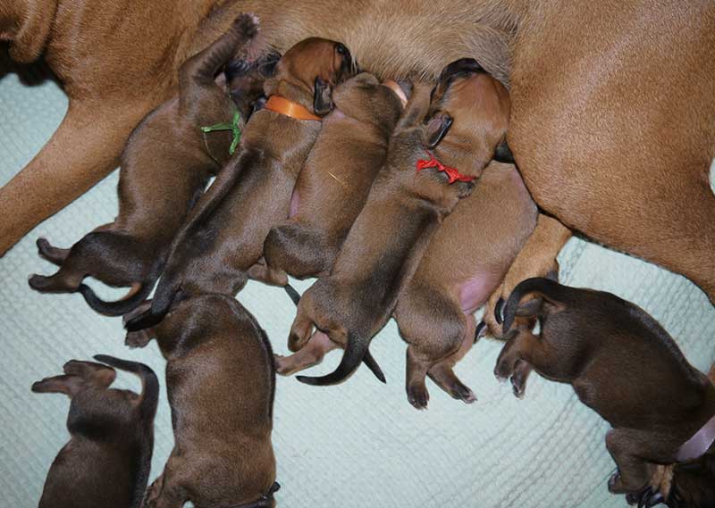 Die Welpen von Rhodesian Ridgeback Hündin Imuna in der ersten Lebenswoche