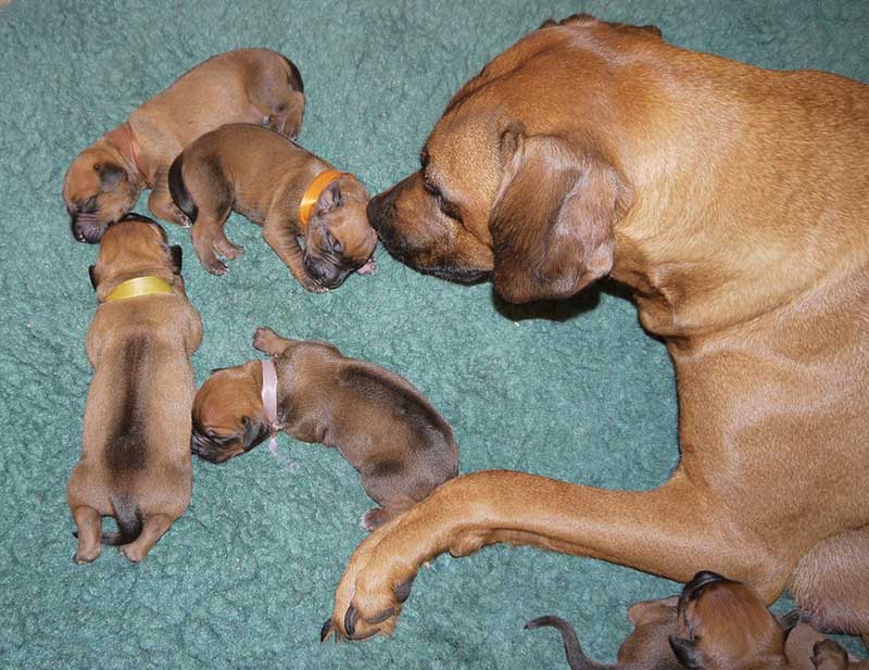 Die Welpen von Rhodesian Ridgeback Hündin Imuna in der ersten Lebenswoche