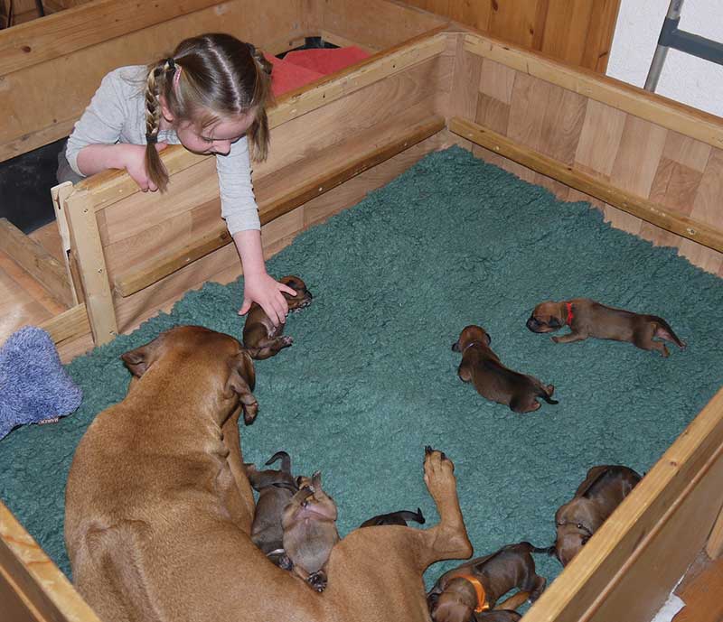Die Welpen von Rhodesian Ridgeback Hündin Imuna in der ersten Lebenswoche