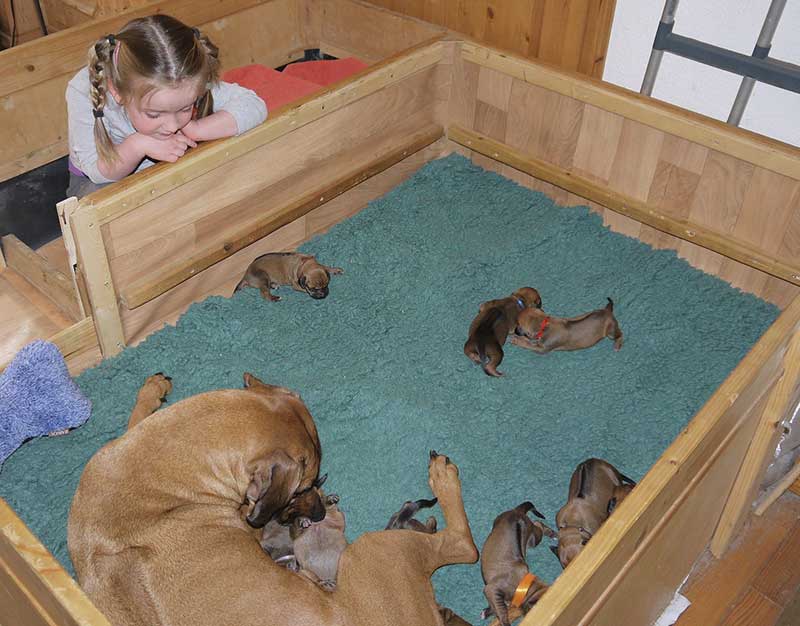 Die Welpen von Rhodesian Ridgeback Hündin Imuna in der ersten Lebenswoche