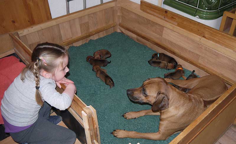 Die Welpen von Rhodesian Ridgeback Hündin Imuna in der ersten Lebenswoche