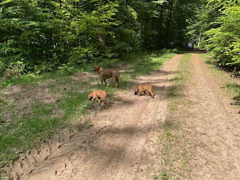 Die Welpen von Rhodesian Ridgeback Hündin Imuna in der zehnten Lebenswoche