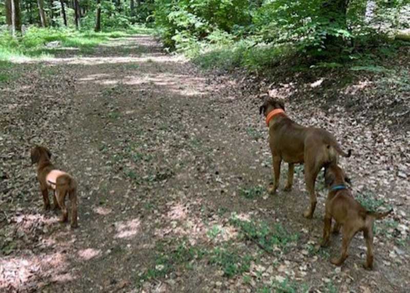 Die Welpen von Rhodesian Ridgeback Hündin Imuna in der zehnten Lebenswoche