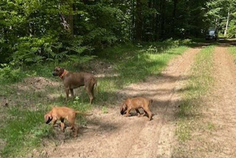 Die Welpen von Rhodesian Ridgeback Hündin Imuna in der zehnten Lebenswoche