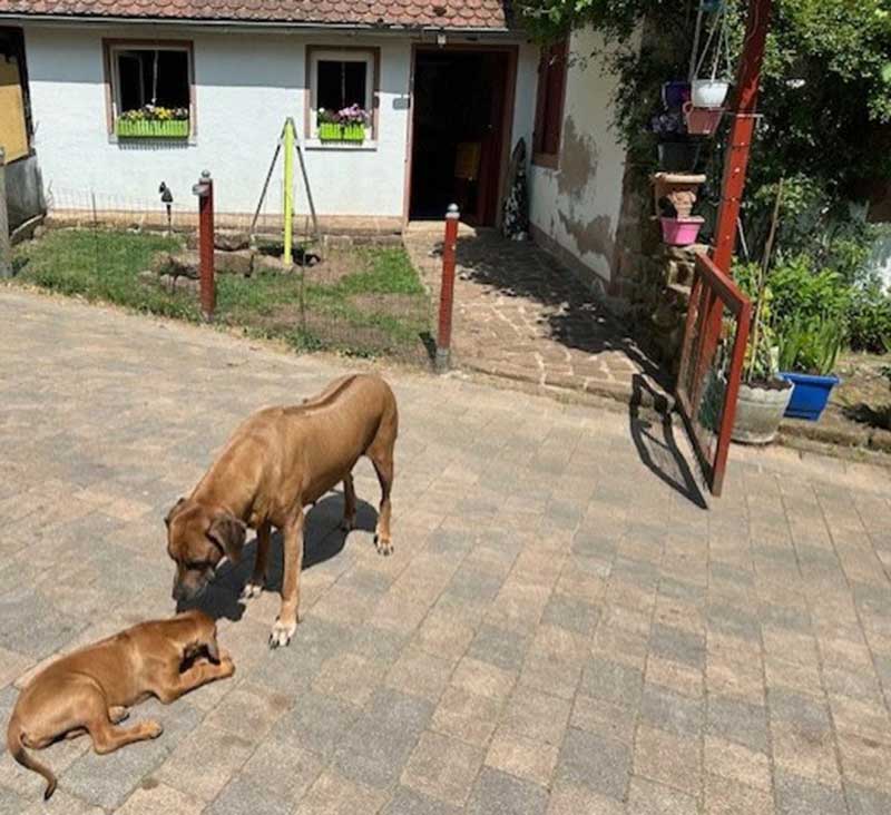 Die Welpen von Rhodesian Ridgeback Hündin Imuna in der zehnten Lebenswoche